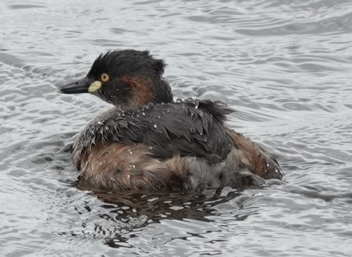 Australasian Grebe - ML645243867
