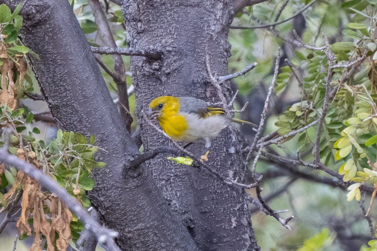 šatovník žlutokápý - ML645243868