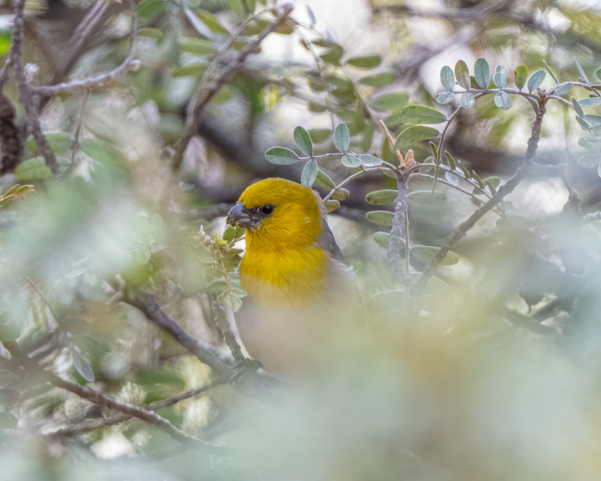 šatovník žlutokápý - ML645243869