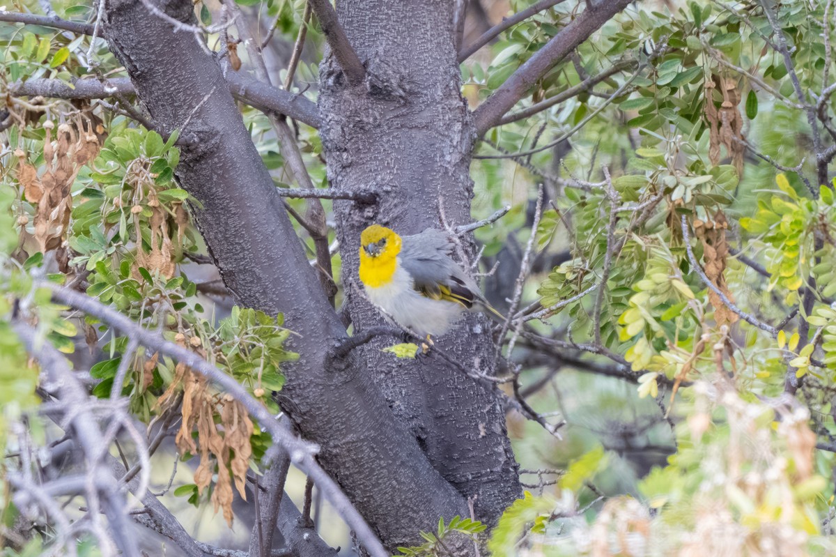 šatovník žlutokápý - ML645243870