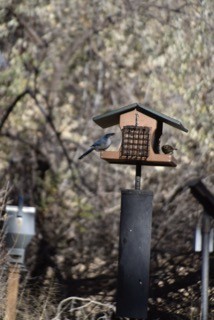 Woodhouse's Scrub-Jay - ML645243874