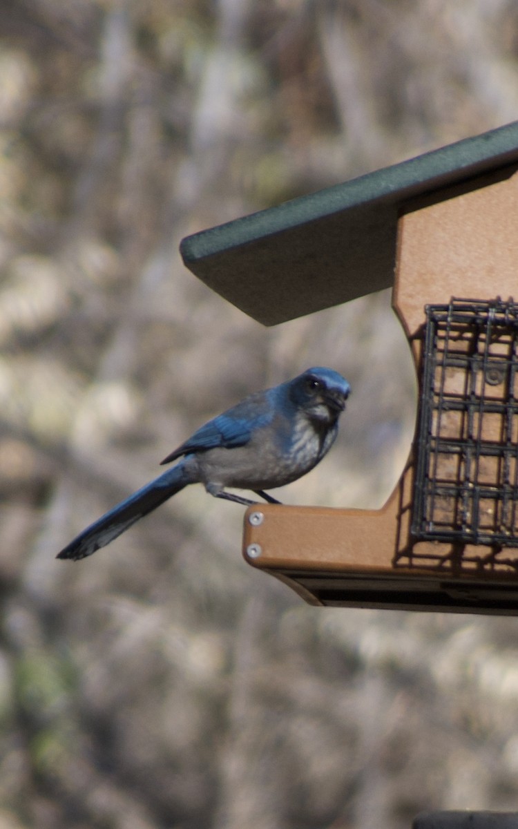 Woodhouse's Scrub-Jay - ML645243875