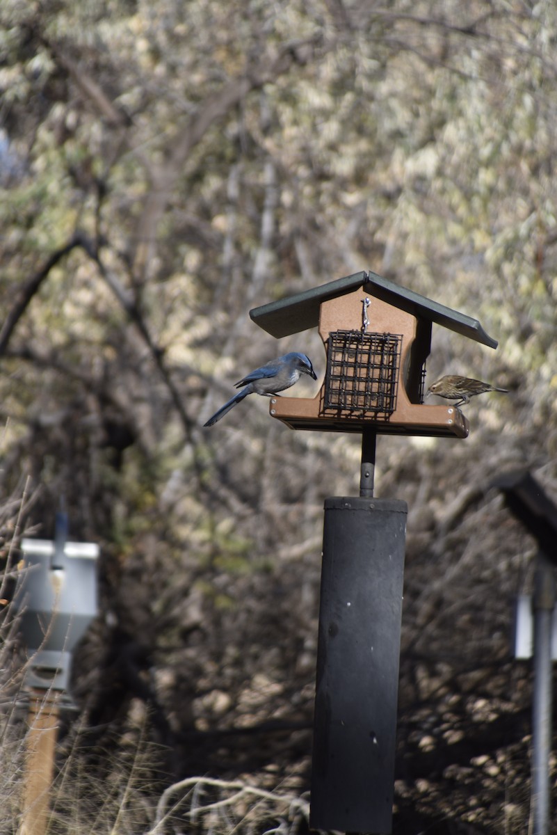 Woodhouse's Scrub-Jay - ML645243877