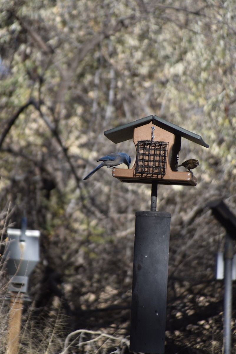 Woodhouse's Scrub-Jay - ML645243878