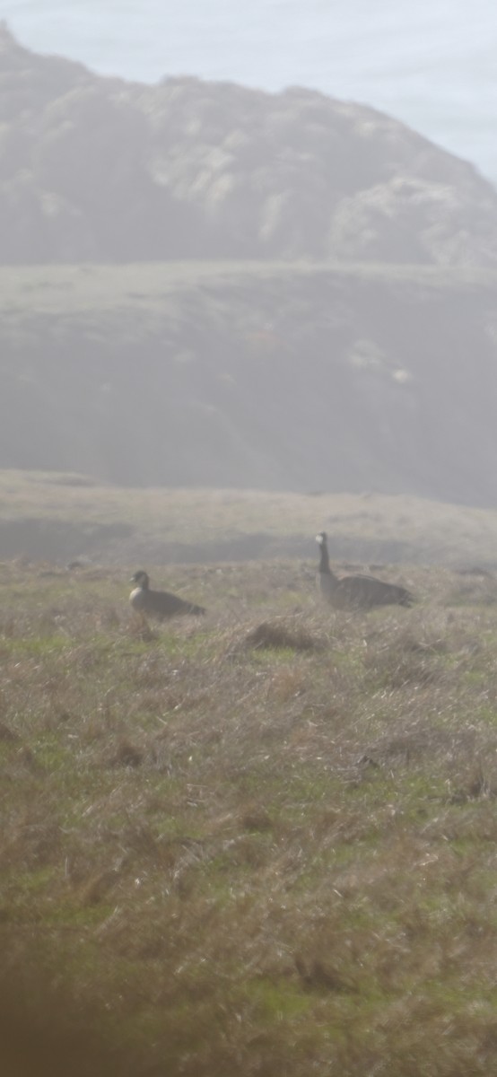 berneška malá - ML645243879