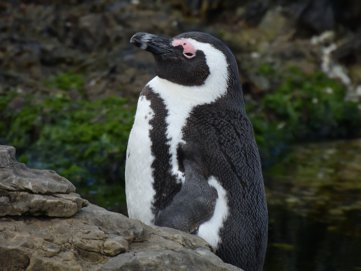 Manchot du Cap - ML645243880