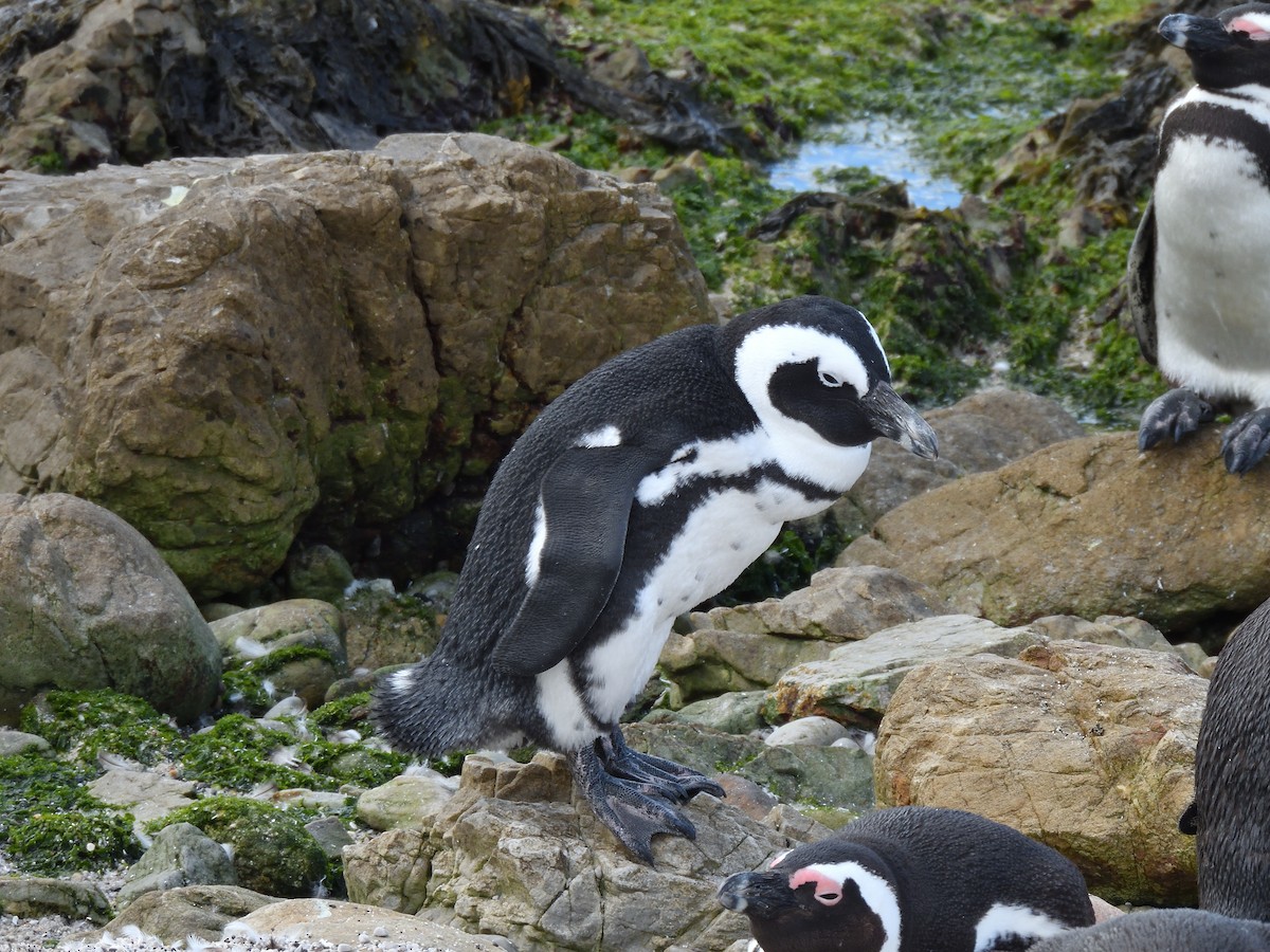 Manchot du Cap - ML645243881