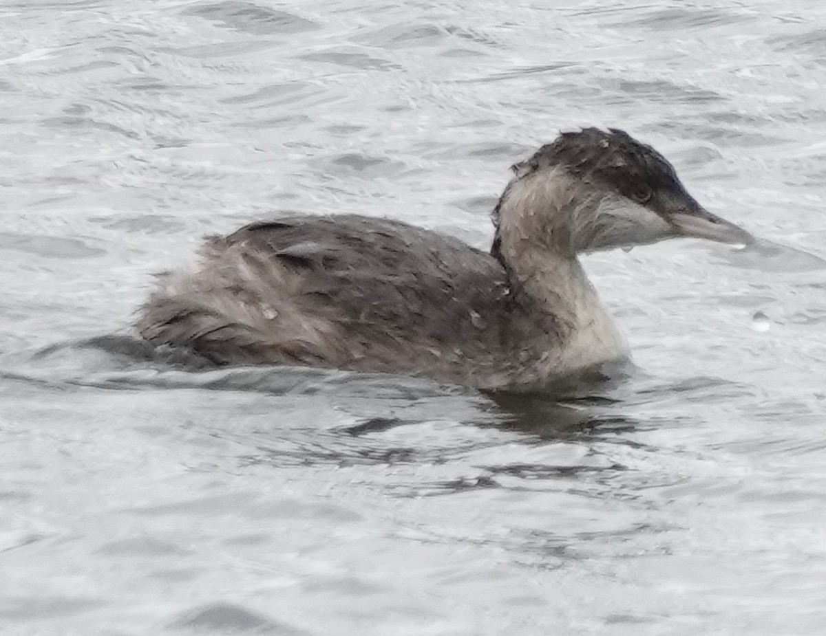 シラガカイツブリ - ML645243882