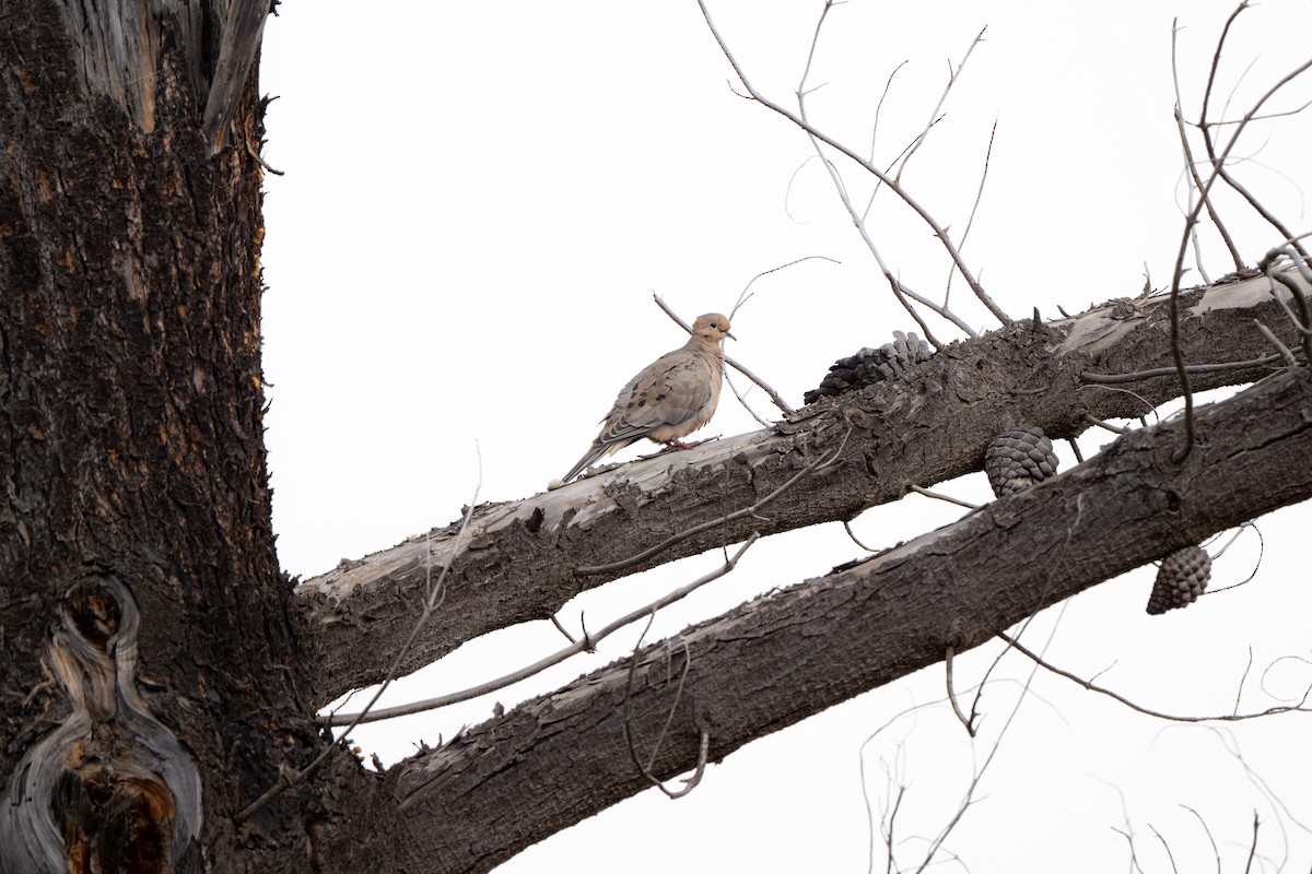 hrdlička karolínská - ML645243883