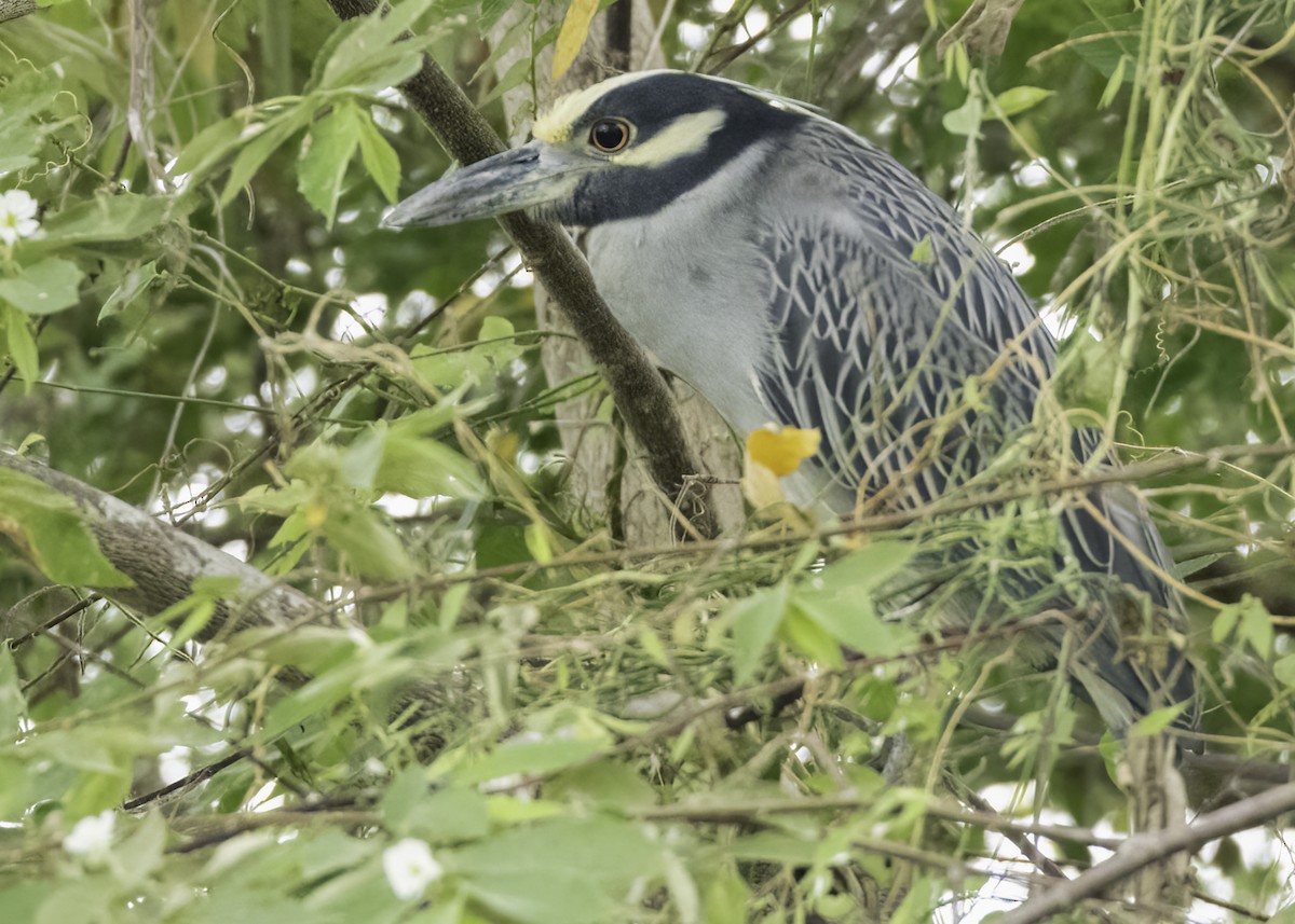 Квак чорногорлий - ML645243889