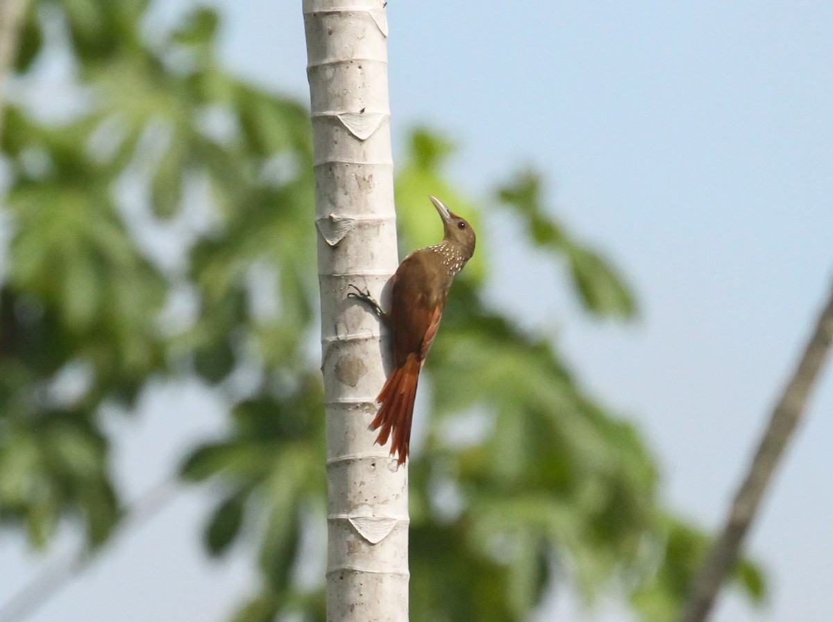 Grimpar à collier - ML645243896