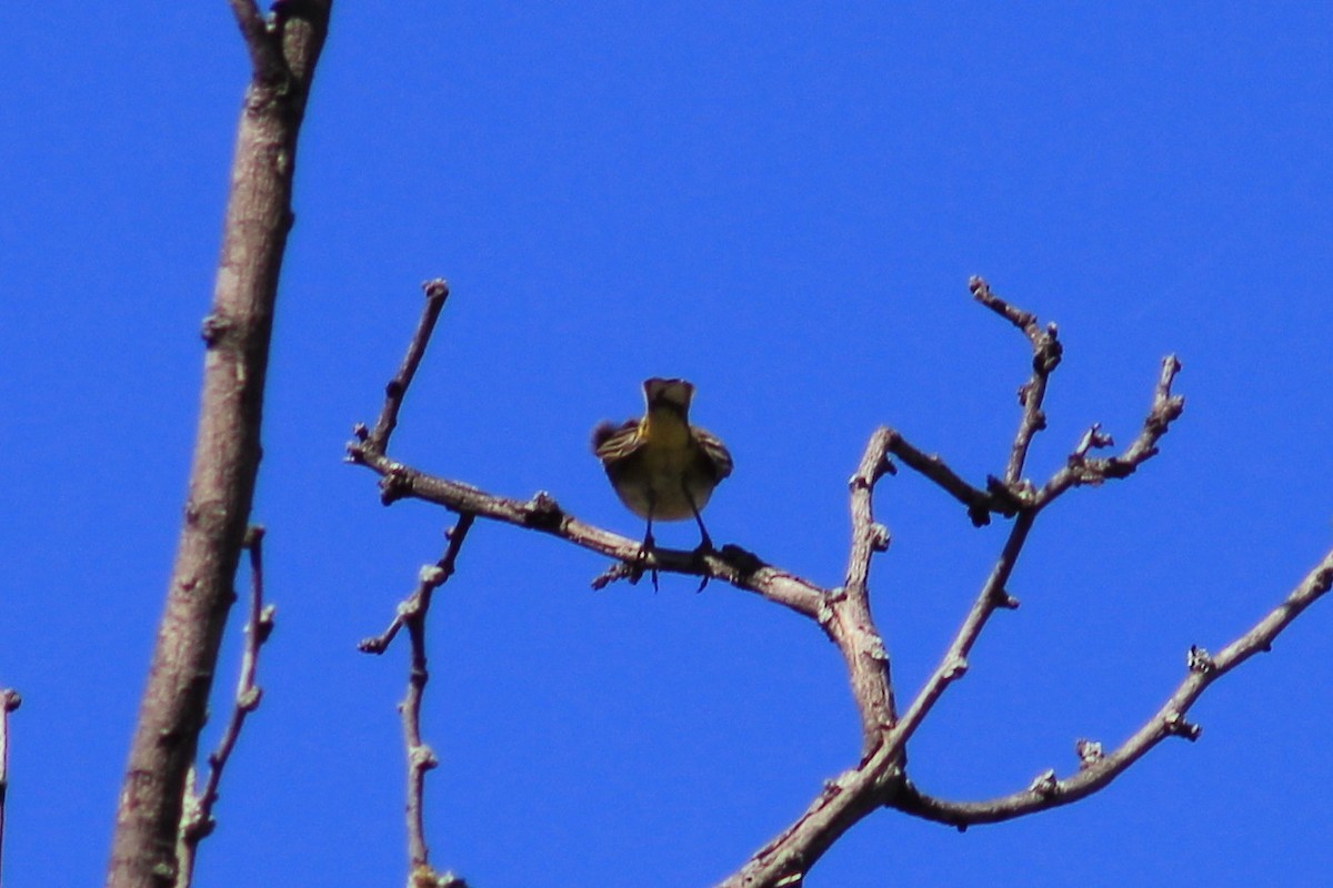 Paruline à couronne rousse - ML645243898