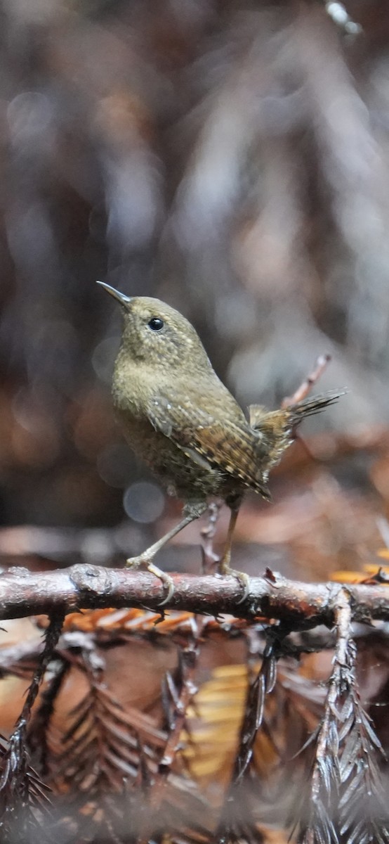 Troglodyte de Baird - ML645243899