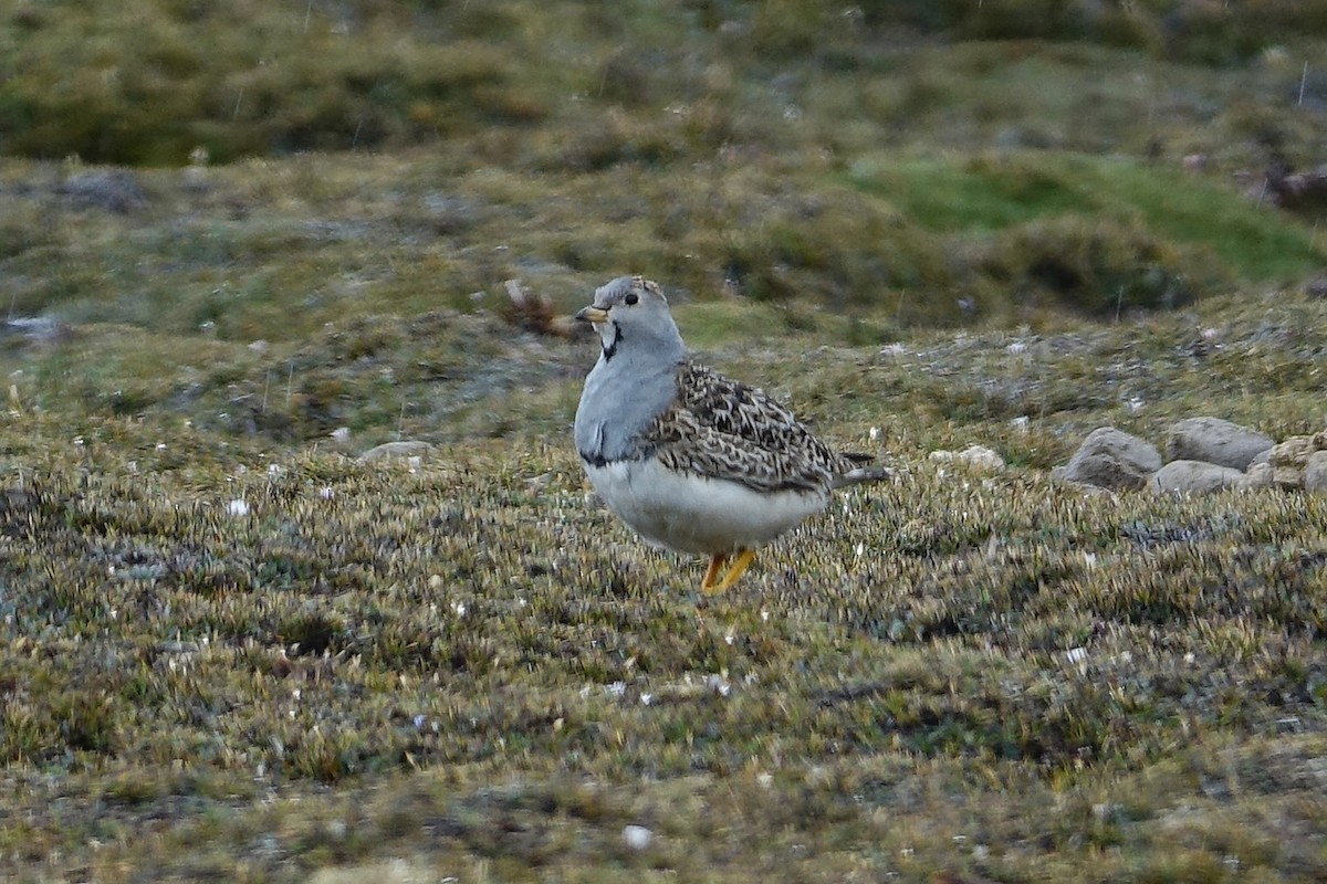 Thinocore de d'Orbigny - ML645243901