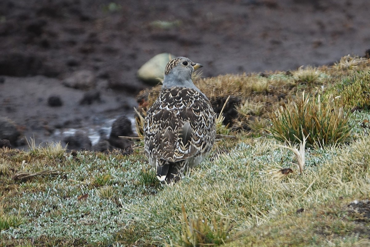 Thinocore de d'Orbigny - ML645243902