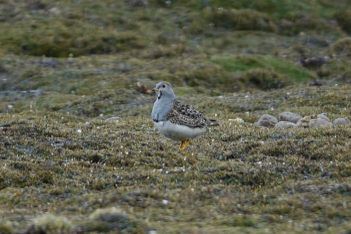 Thinocore de d'Orbigny - ML645243904