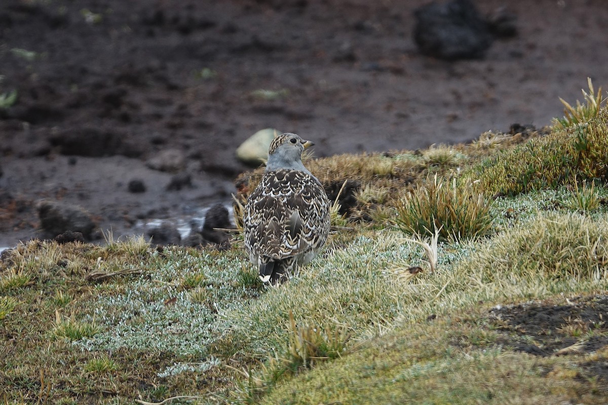 Thinocore de d'Orbigny - ML645243905