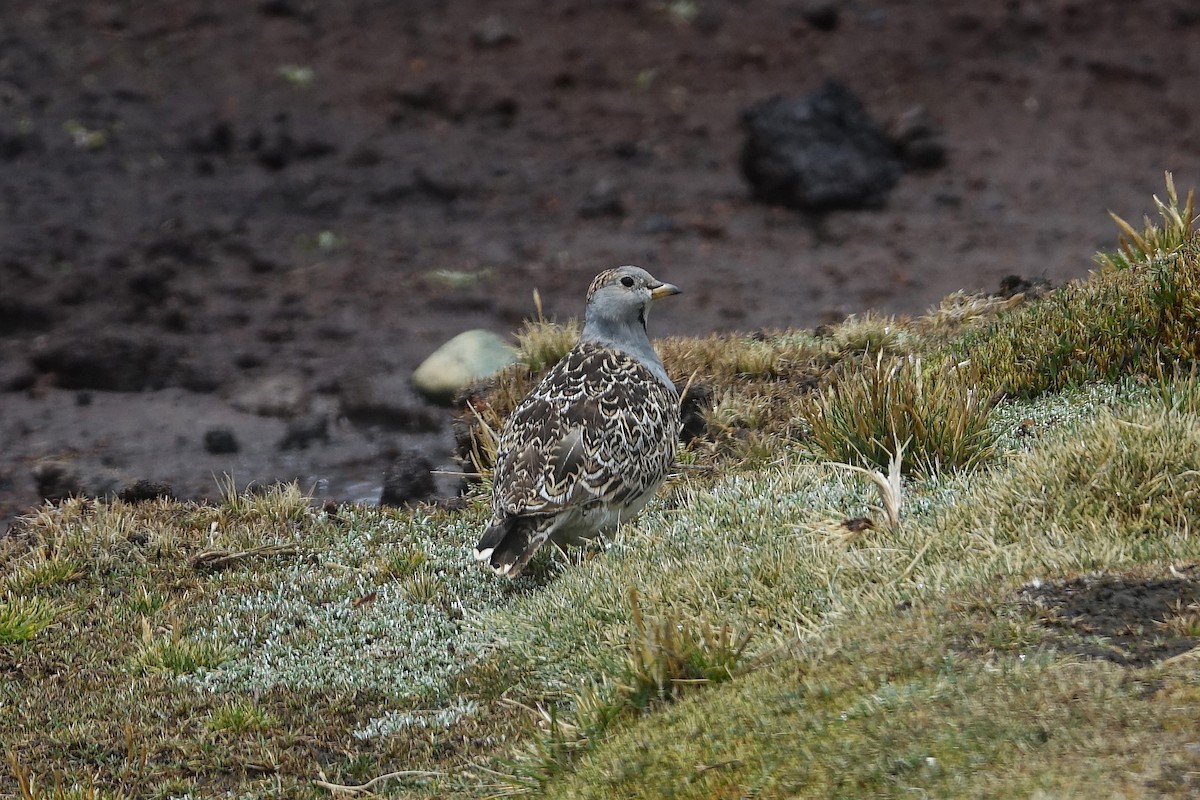 Thinocore de d'Orbigny - ML645243906