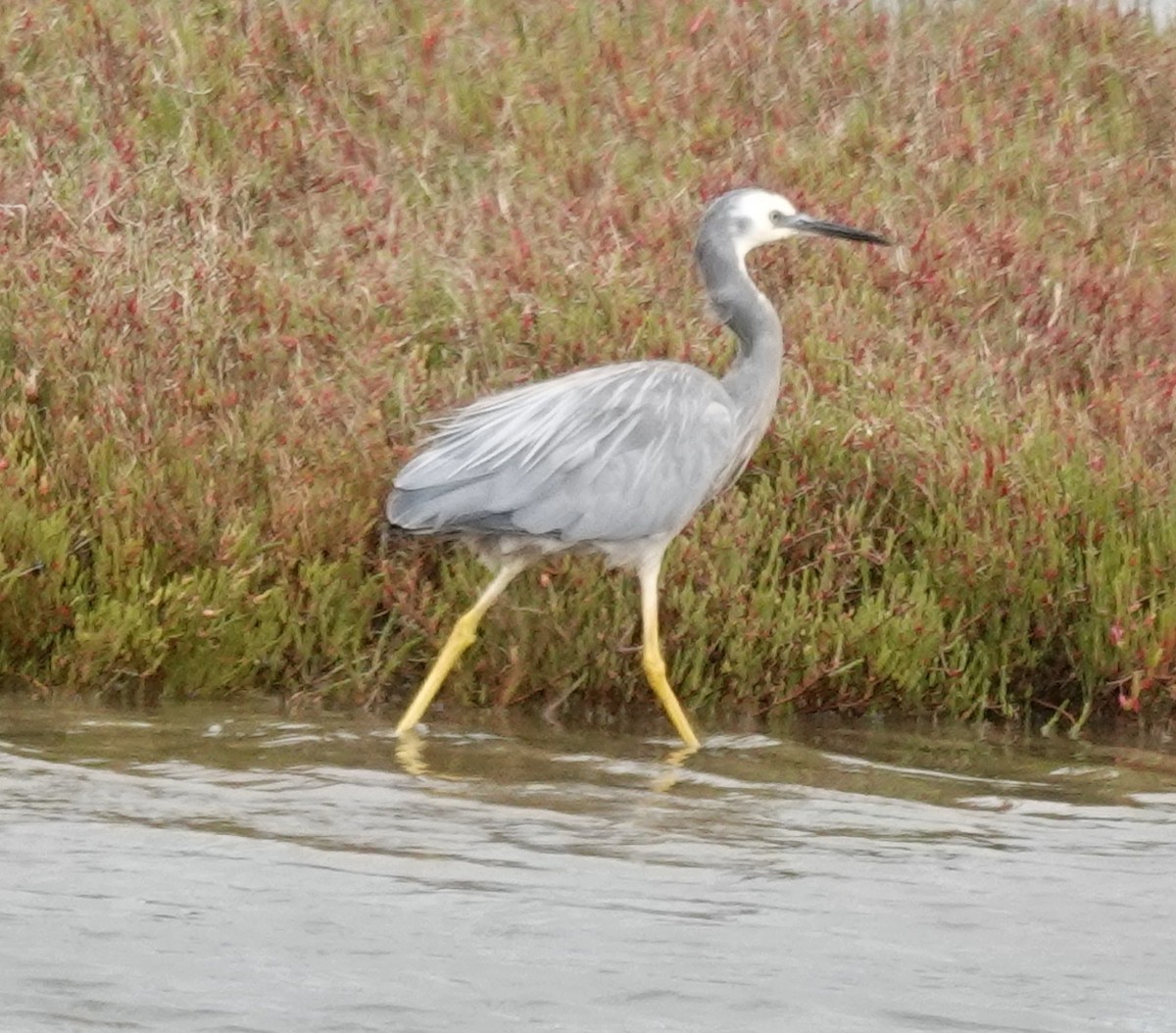 Aigrette à face blanche - ML645243907