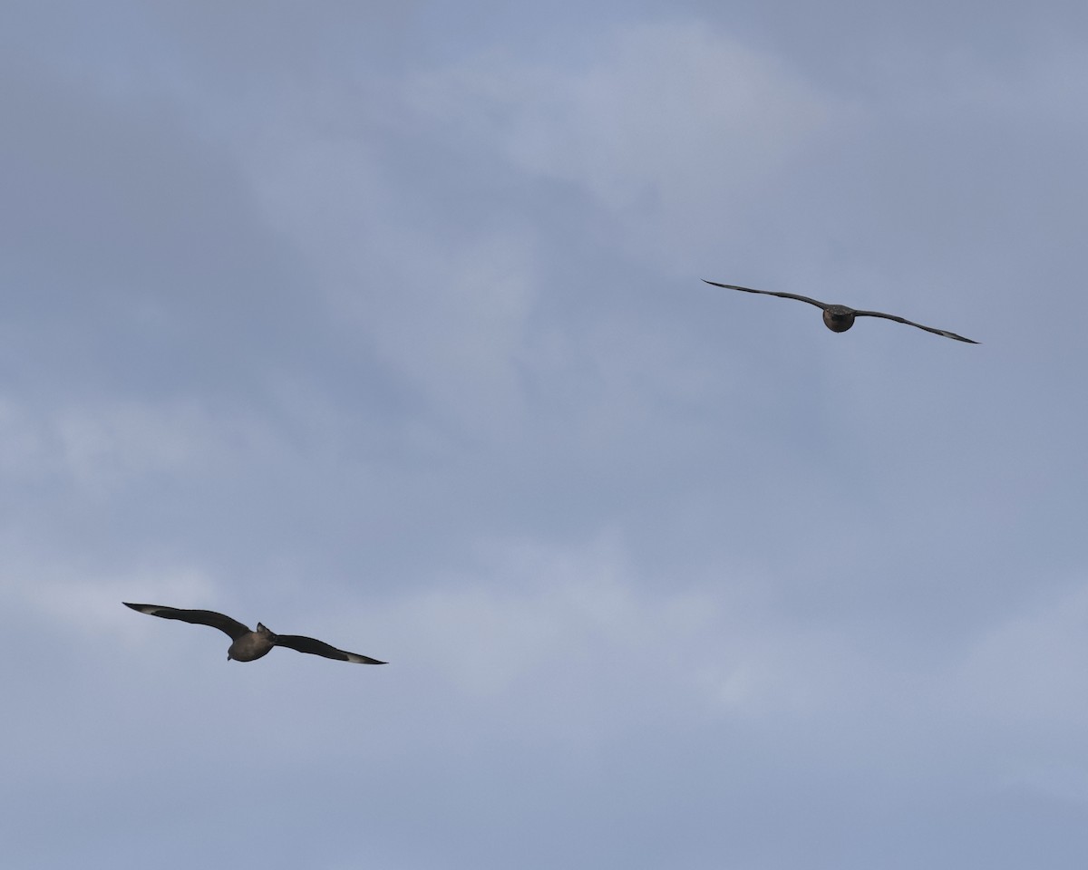 Labbe du Chili - ML645243908