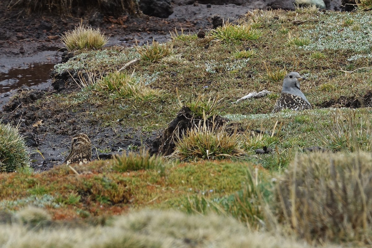 Thinocore de d'Orbigny - ML645243909