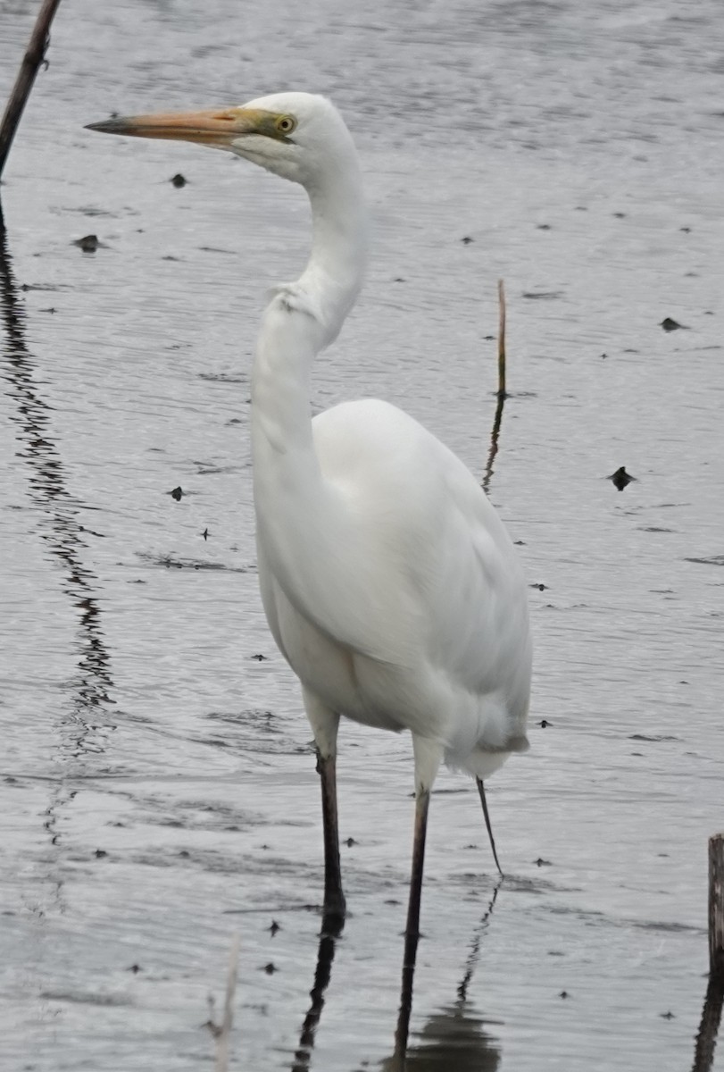 Grande Aigrette (modesta) - ML645243911
