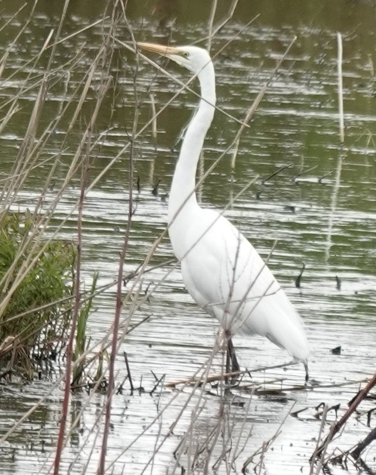 Grande Aigrette (modesta) - ML645243912