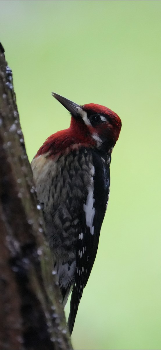 Pic à poitrine rouge - ML645243913