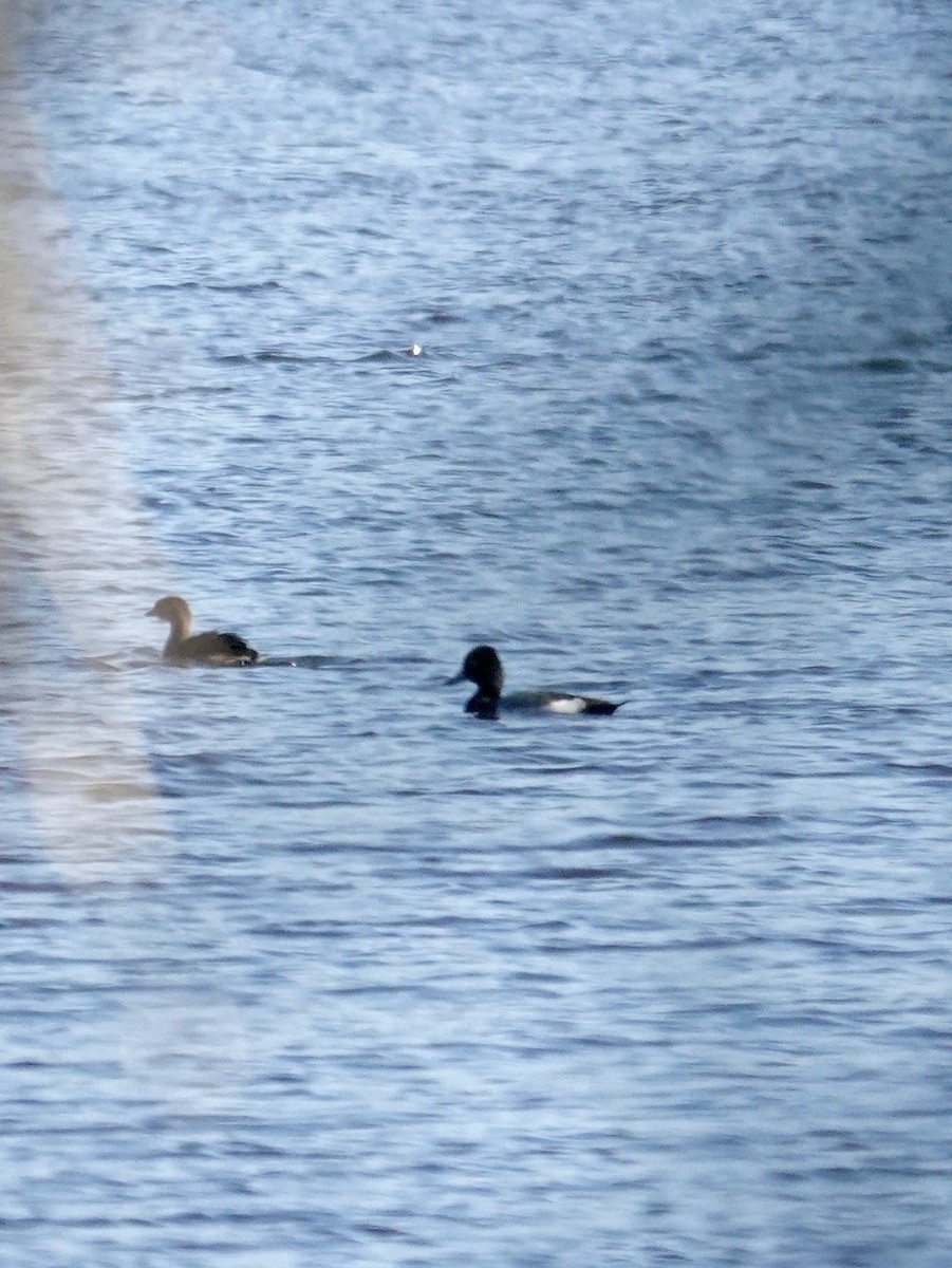 Fuligule milouinan - ML645243914