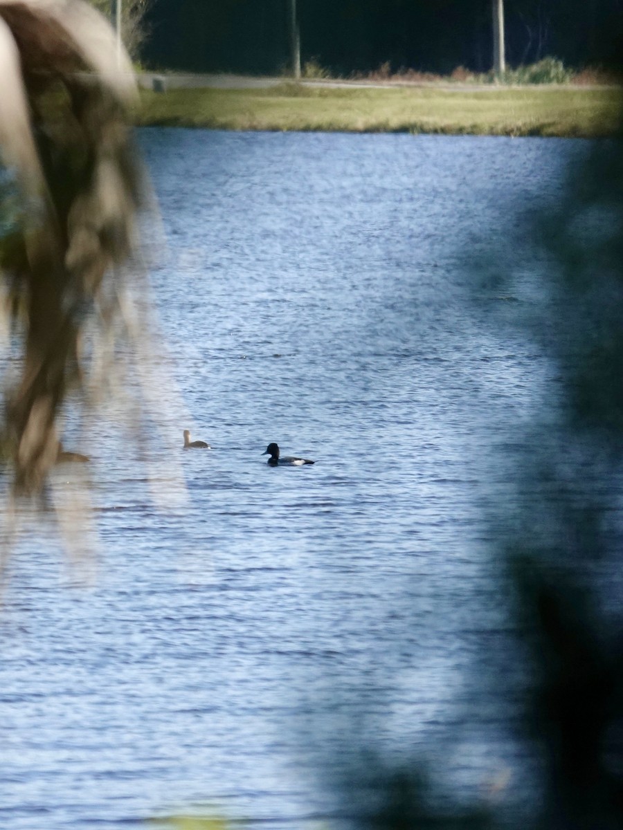 Fuligule milouinan - ML645243915