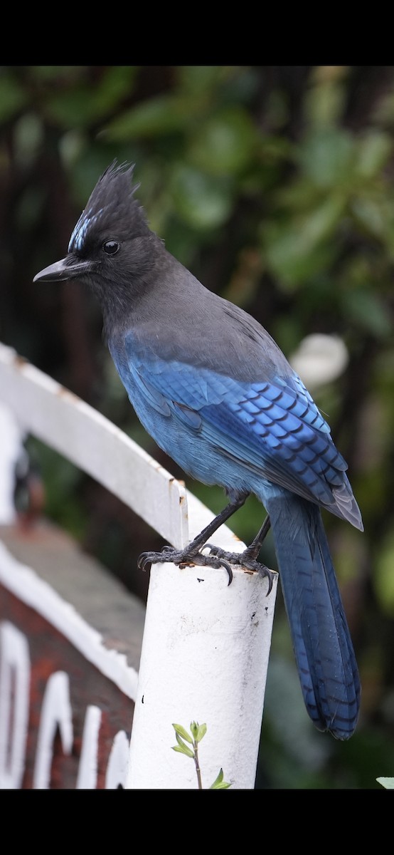 Geai de Steller - ML645243918