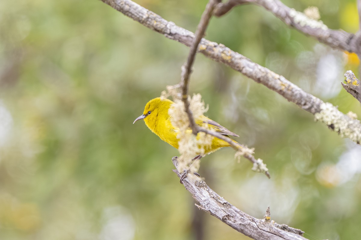 Amakihi familier - ML645243919