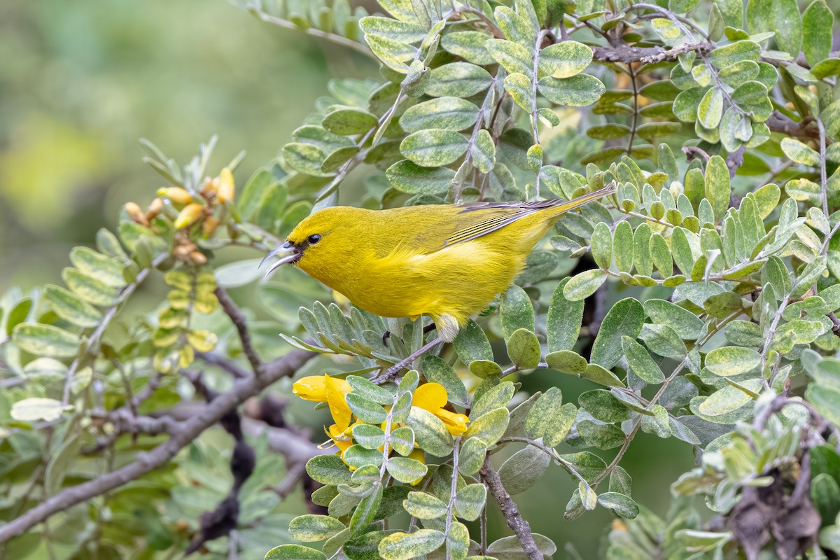 Amakihi familier - ML645243920