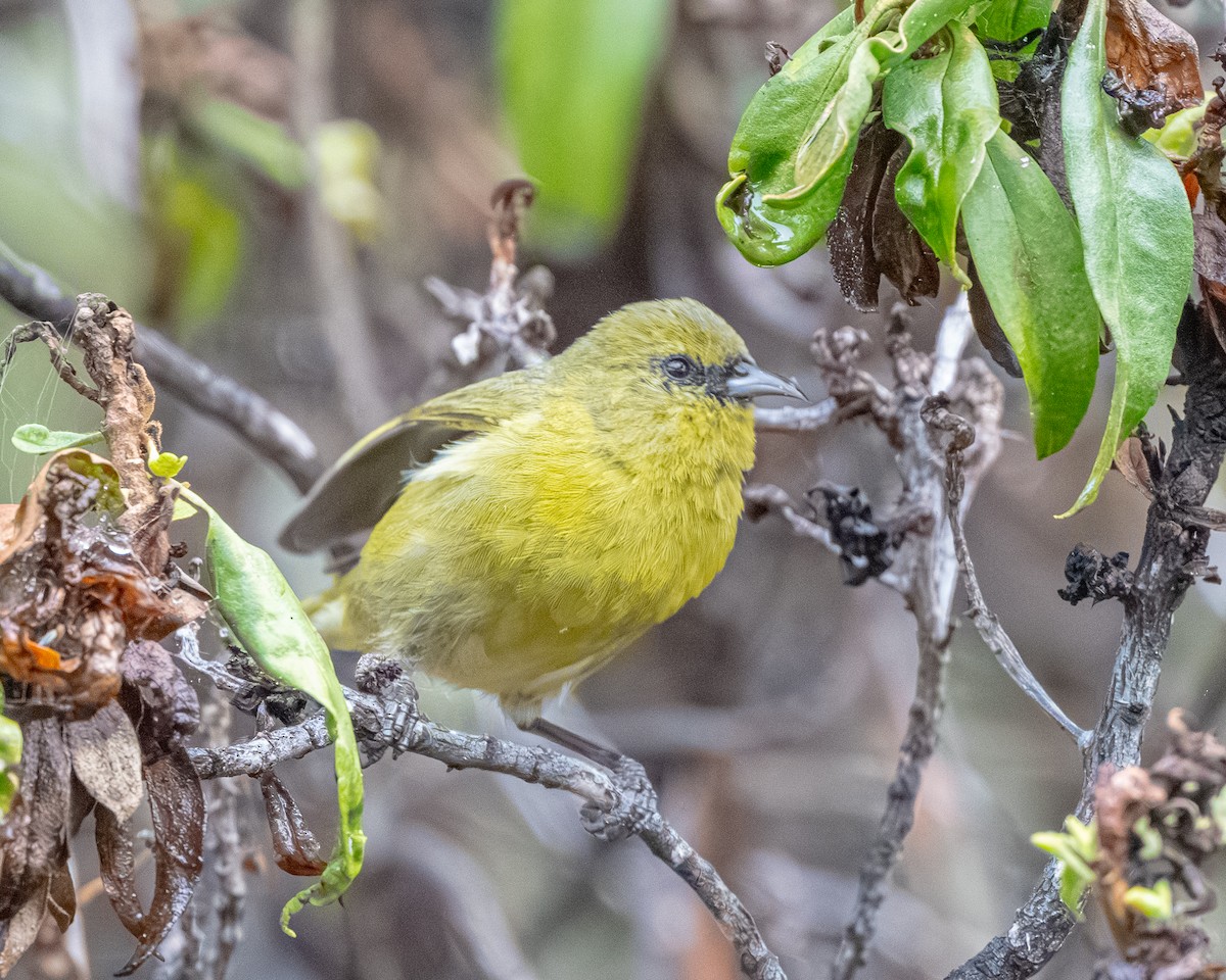 Amakihi familier - ML645243921