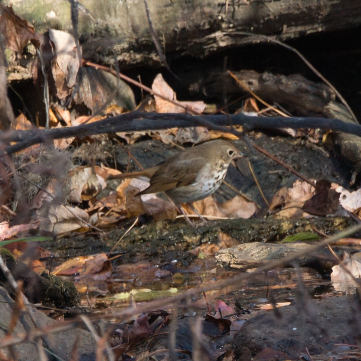 Grive solitaire - ML645243924