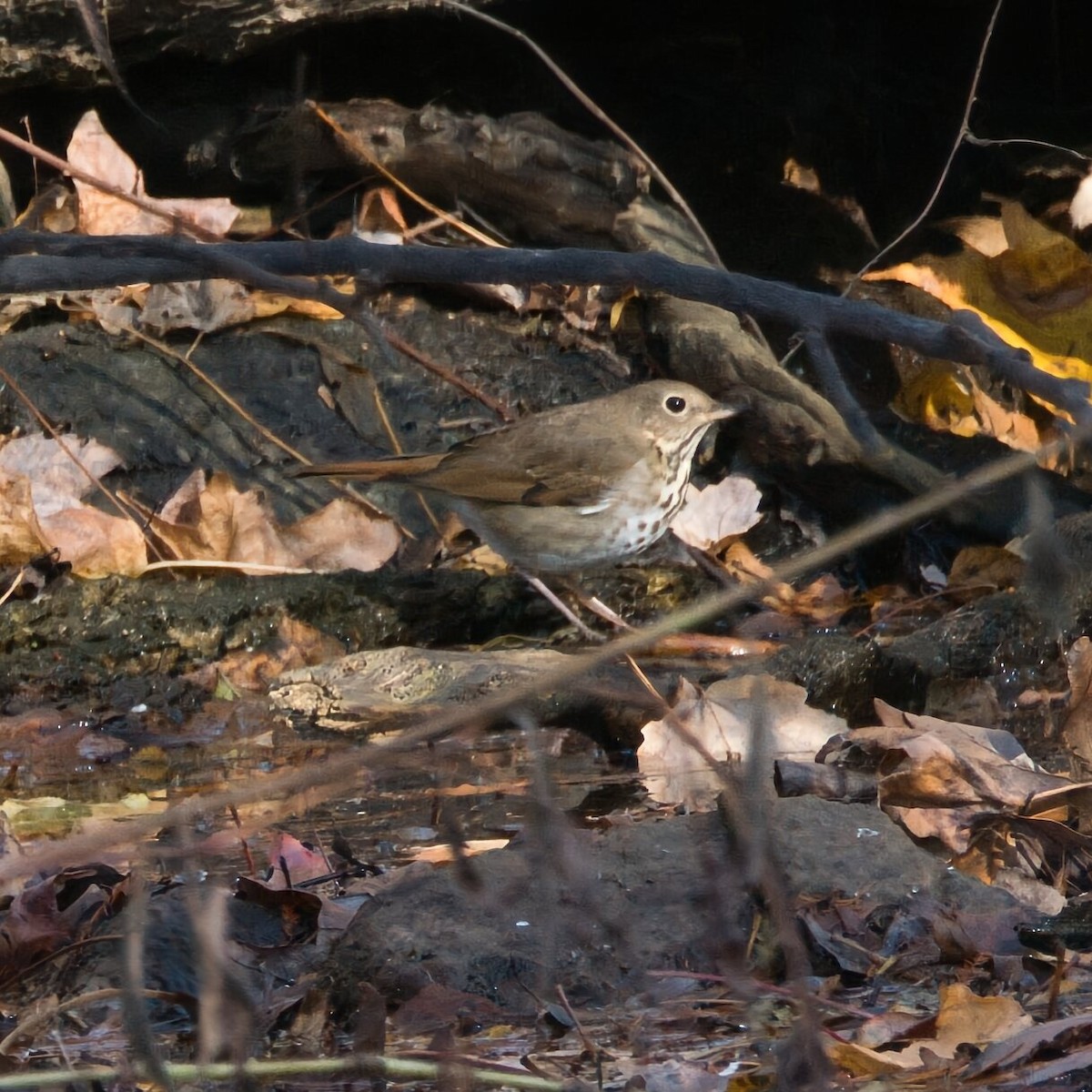 Grive solitaire - ML645243925