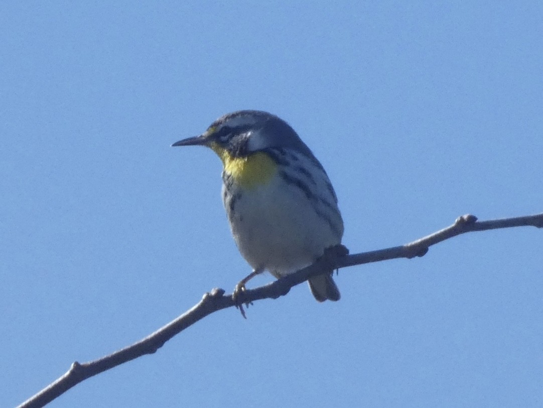 Yellow-throated Warbler - ML645243926