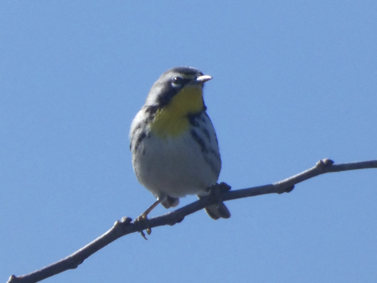 Yellow-throated Warbler - ML645243927