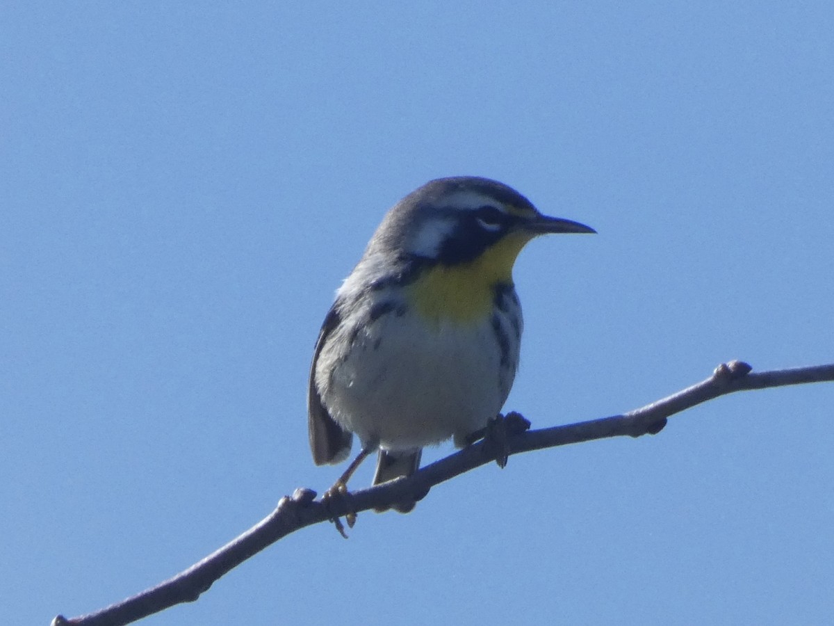 Yellow-throated Warbler - ML645243928