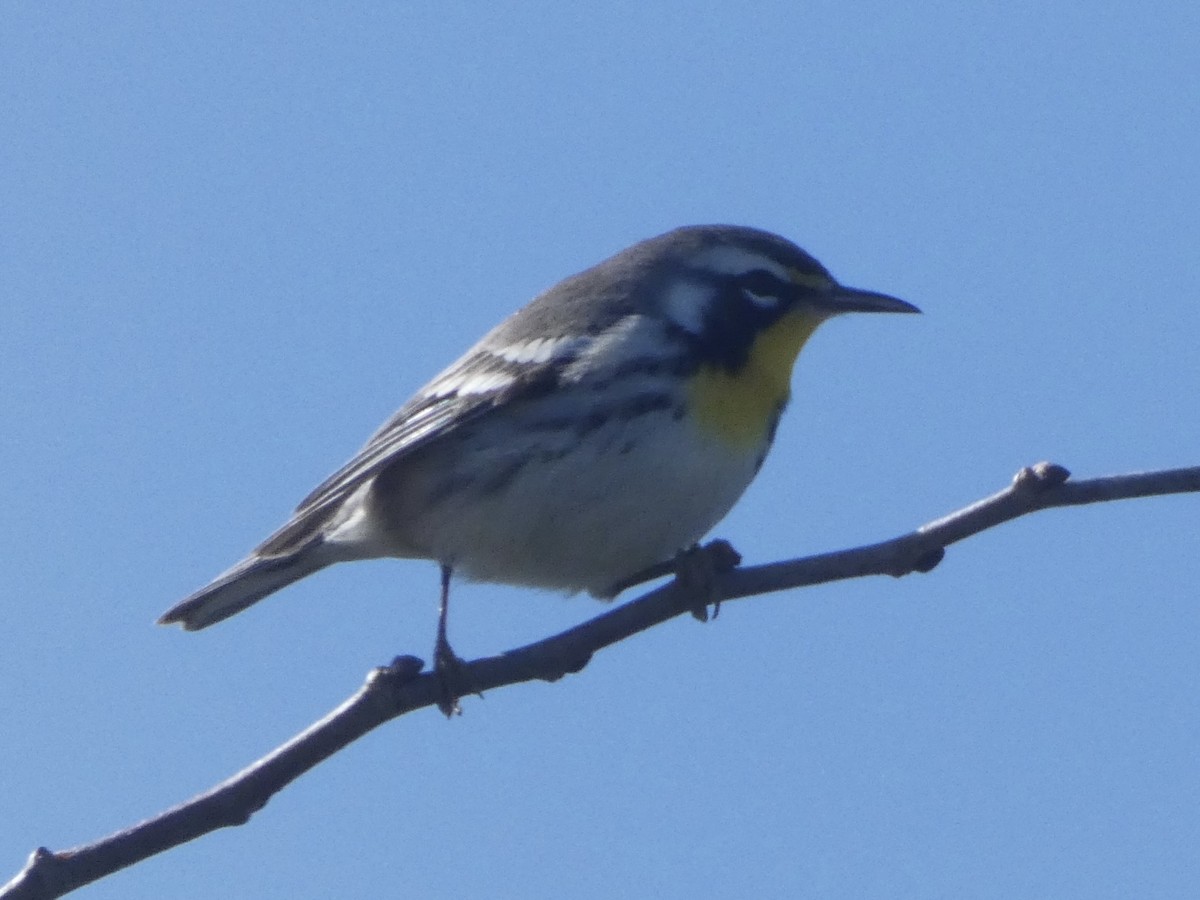 Yellow-throated Warbler - ML645243929