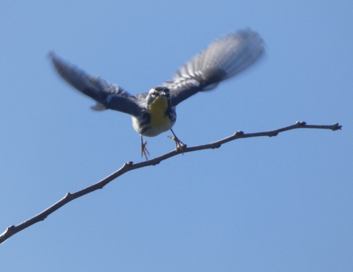 Goldkehl-Waldsänger - ML645243930