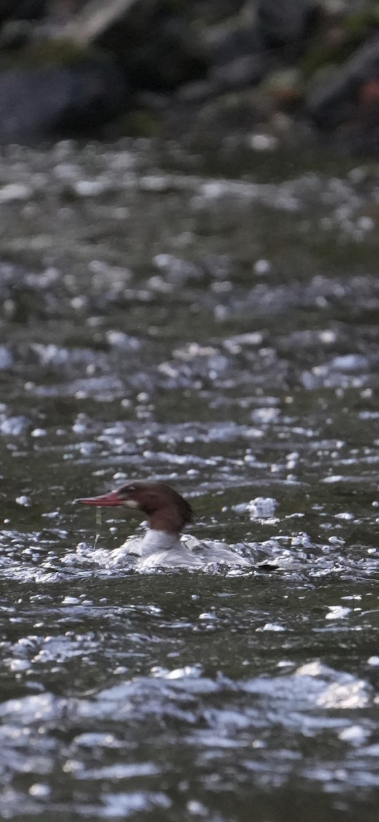 Grand Harle - ML645243932