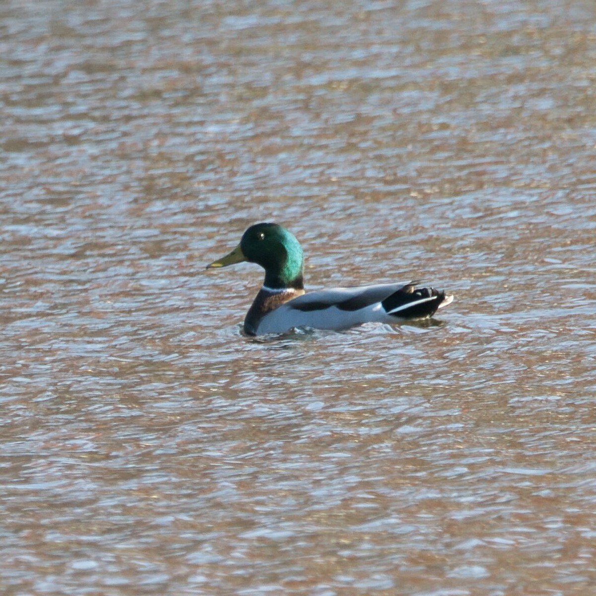 Canard colvert - ML645243933