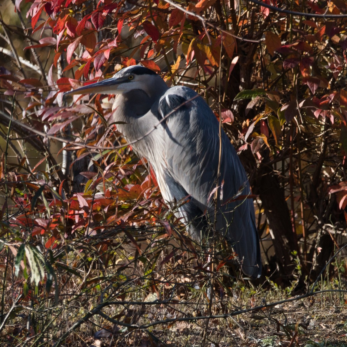 Grand Héron - ML645243934