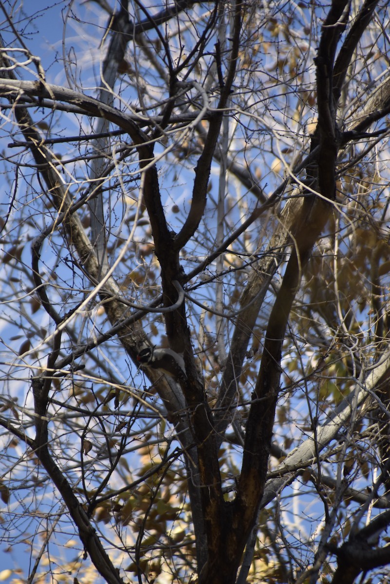 Downy Woodpecker - ML645243936