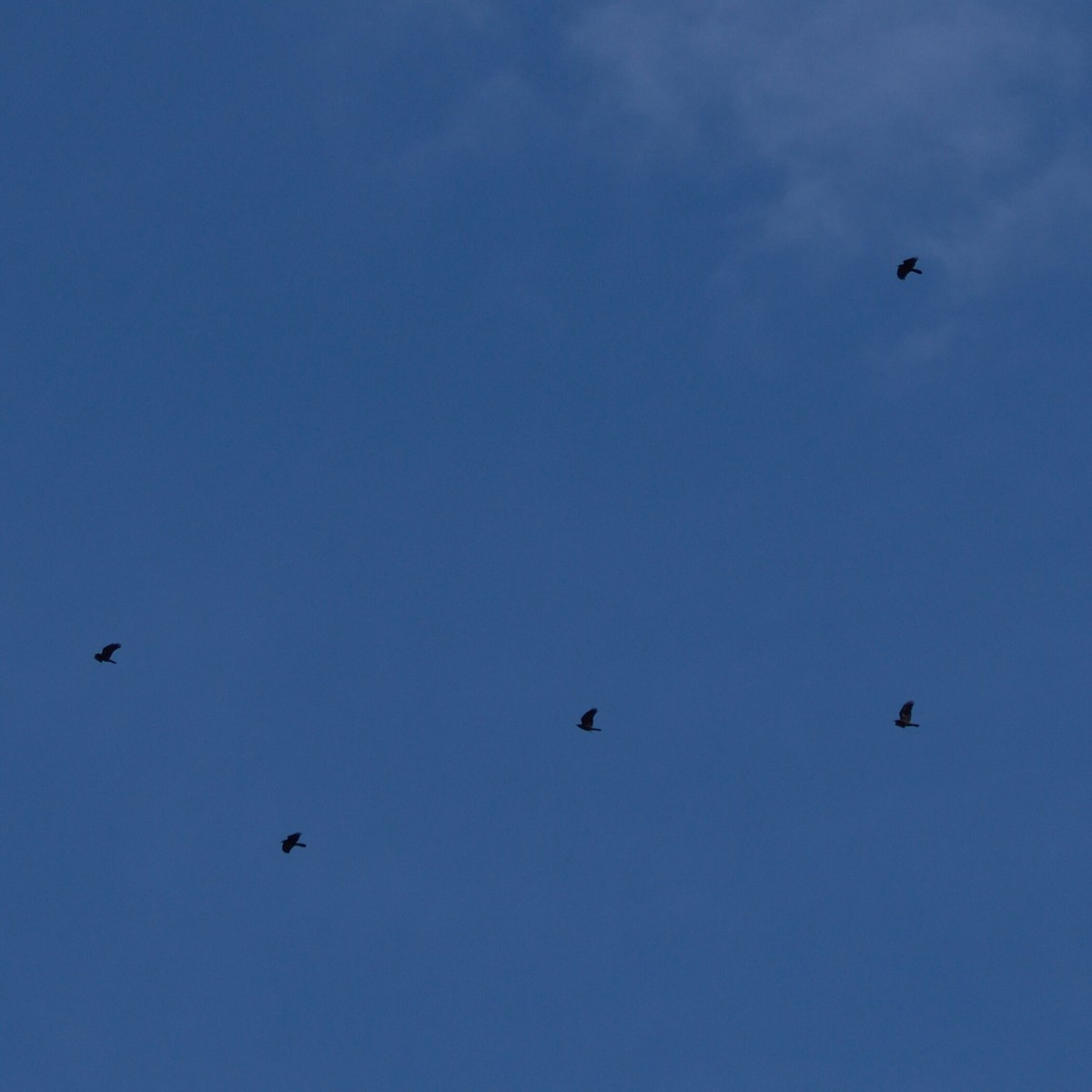 ウオガラス - ML645243942