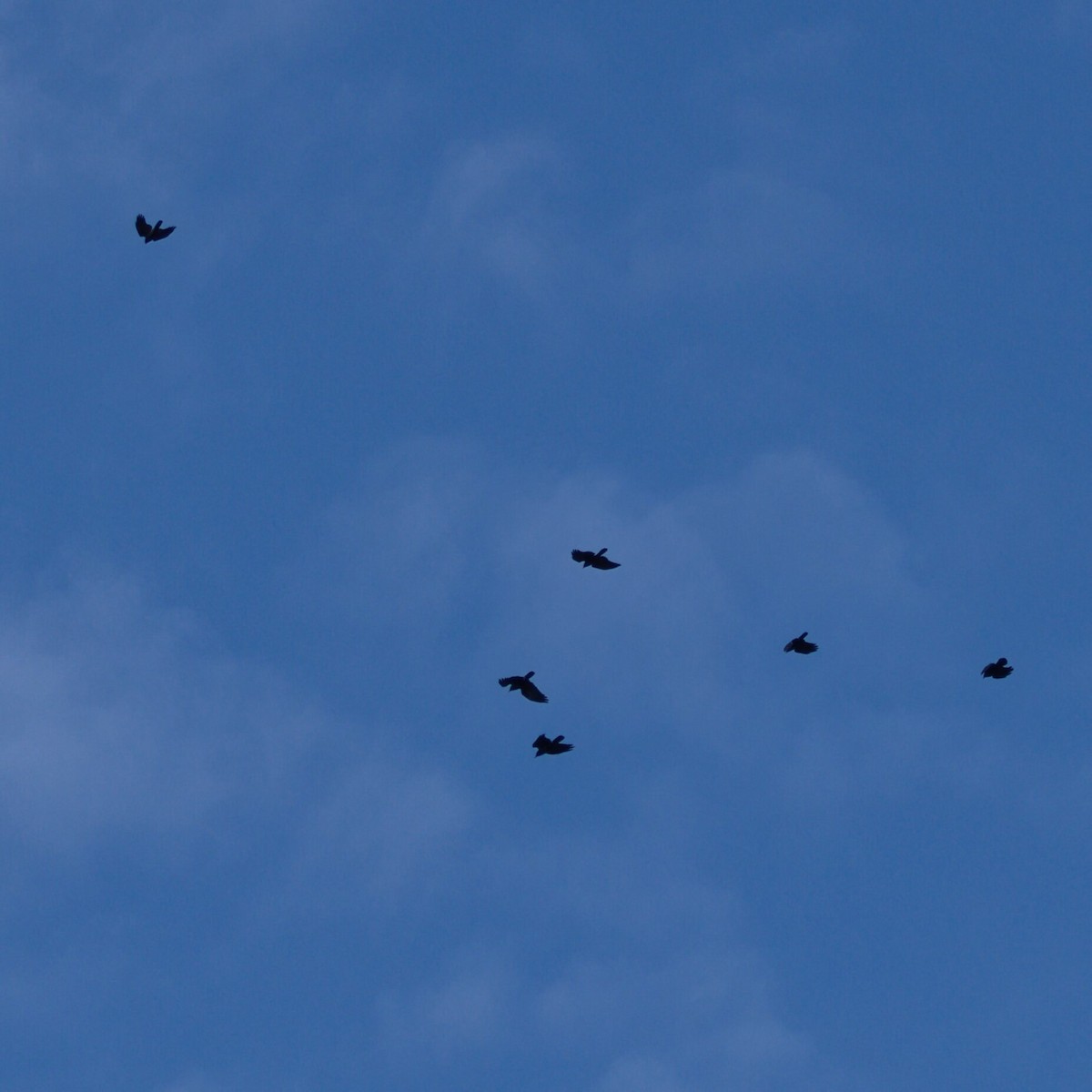 ウオガラス - ML645243943