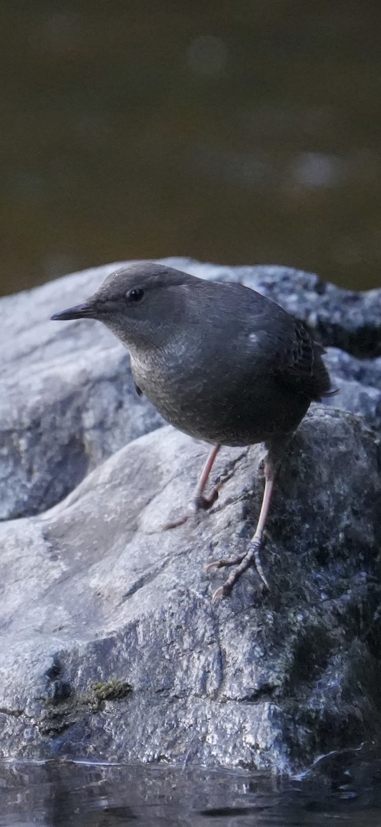 gråfossekall - ML645243944