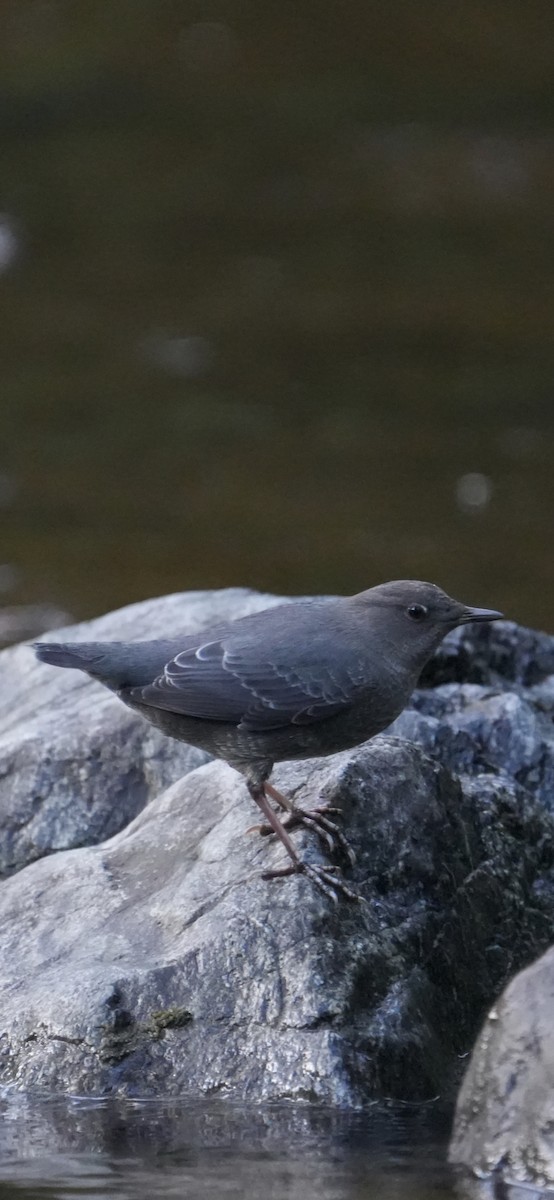 gråfossekall - ML645243945