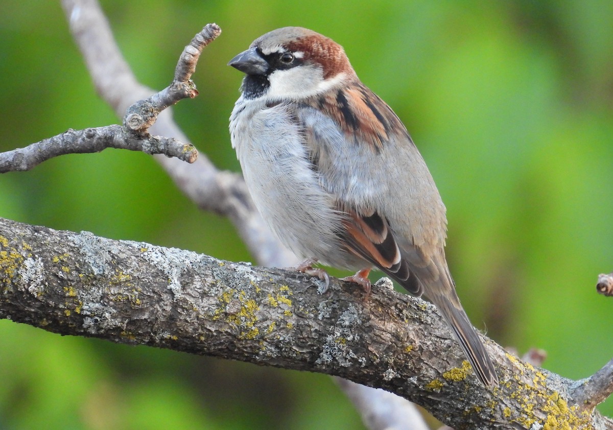 Gorrión Común - ML645243946